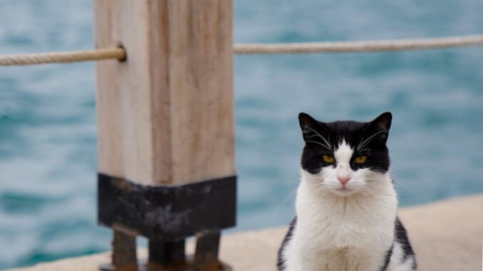 uploaded-image-bebek-erkekler-icin-ilk-adimlarin-kaydedilmesi-1697205852630
